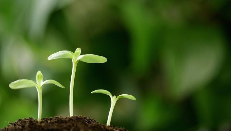  如何合理使用微生物肥料