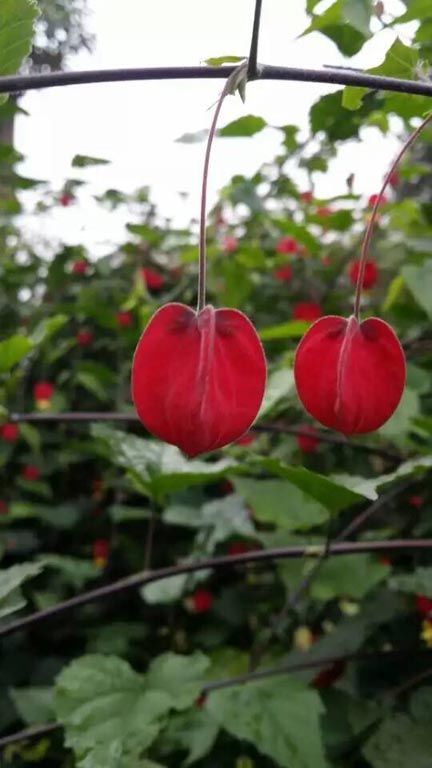 【菌】生物菌有機(jī)肥_微生物菌劑_益生菌