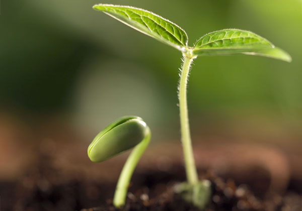 生物有機肥使用方法與注意事項