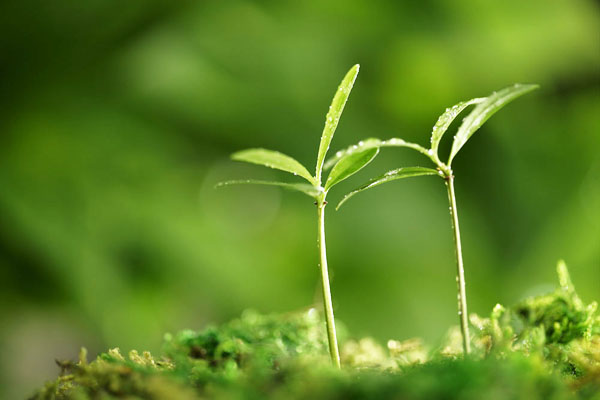 生物有機肥市場迫切需要規(guī)范化