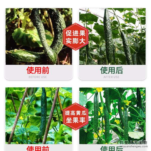 多氮豆粕菌肥系列黃瓜專用肥使用效果圖1