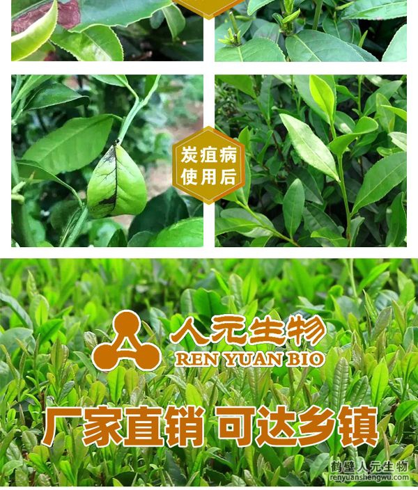 多氨豆粕菌肥系列茶葉專用肥使用效果圖3