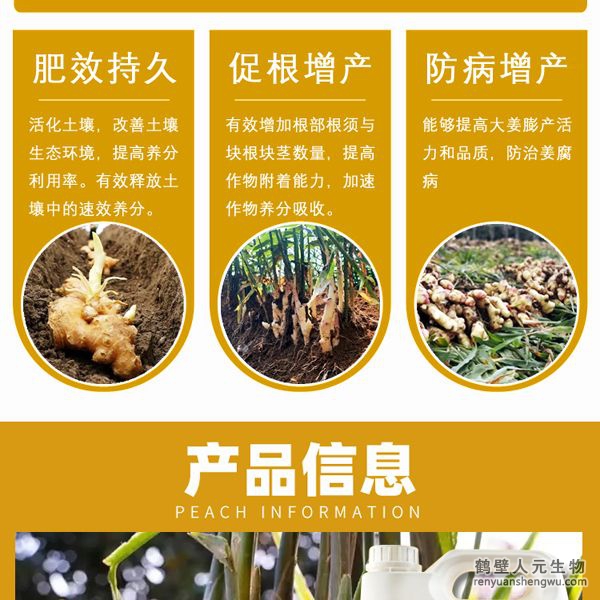 增強大姜營養(yǎng)免疫殺菌力，根系發(fā)達、植株粗壯，控制瘋長，防止凍害，增加塊根塊莖數(shù)，提高葉綠素含量，增強光合作用，腋芽不斷分生可發(fā)生多次，次生根莖，從生密集成塊狀，