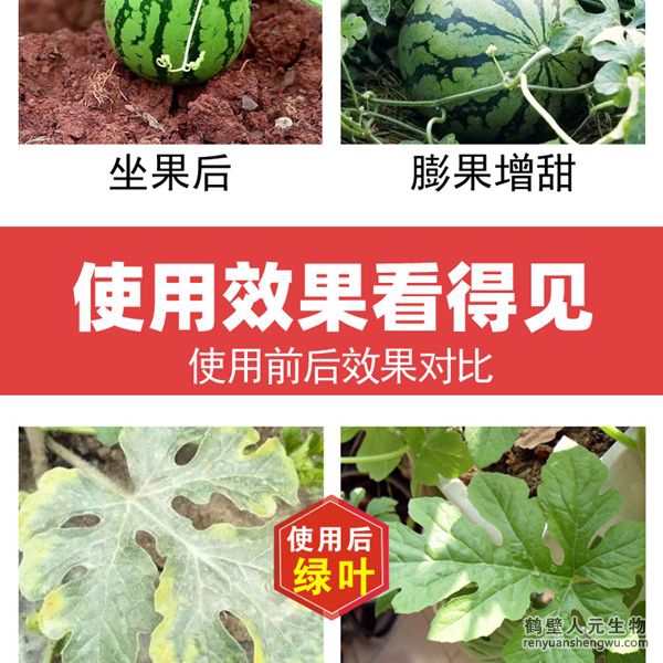 多氨豆粕菌肥系列瓜類專用肥使用效果圖1