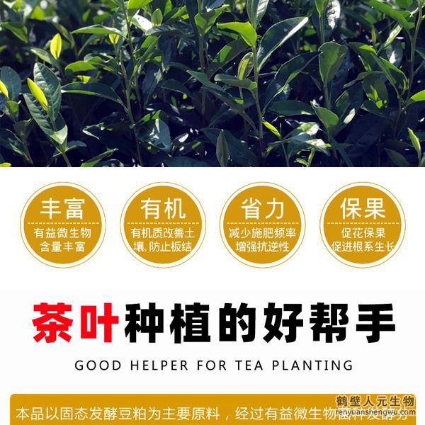 施用后迅速打破茶葉休眠，誘發(fā)茶樹酶系活力在早春低溫情況下新芽快速萌發(fā)，新梢發(fā)芽密度高從而提高樹自身生理、生化能力，促進(jìn)茶樹促進(jìn)茶樹根系發(fā)達(dá)和植株健壯，能提高茶樹光合速率和抗逆性；